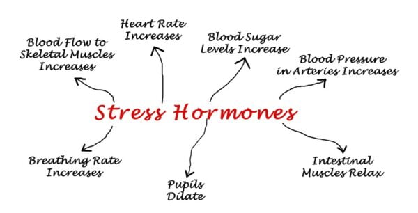 effects of stress hormones