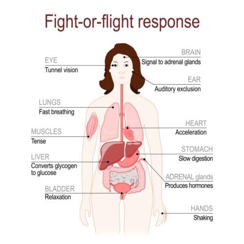 fight or flight response. stress response system